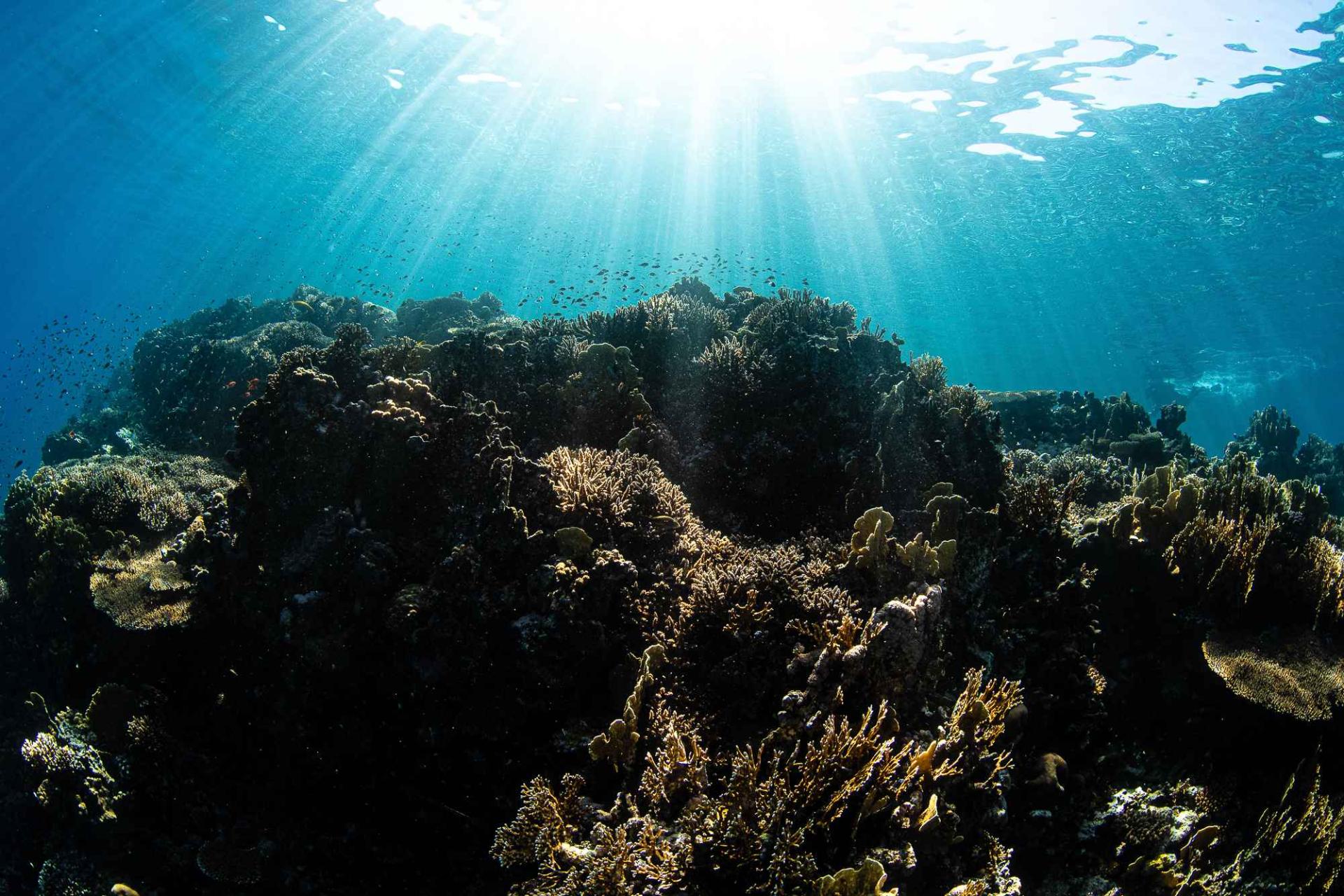 Ar: أشعة الشمس تتسرب بين الشعاب المرجانية النابضة بالحياة تحت سطح الماء في أمالا، لتخلق مشهدًا بحريًا ساحرً